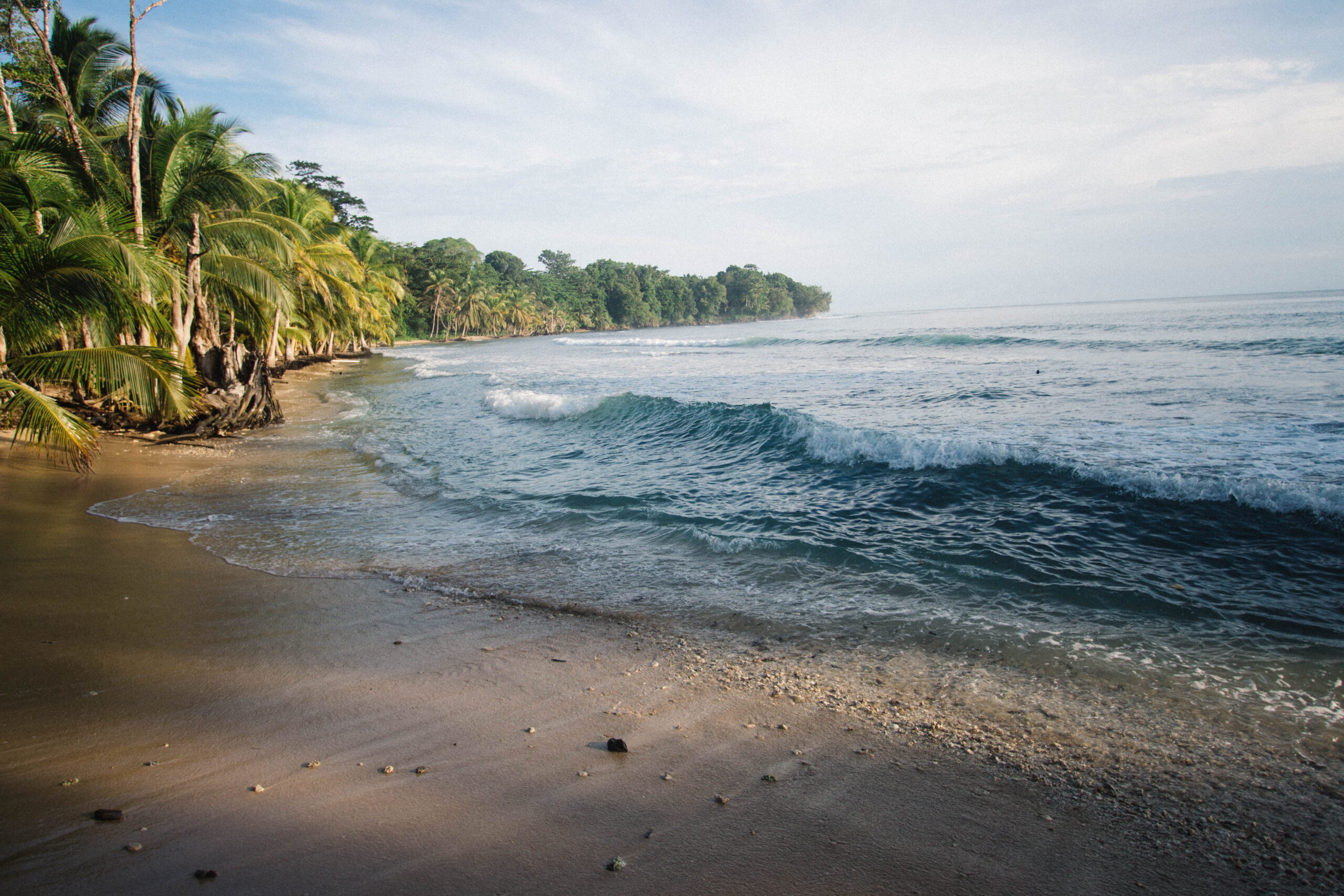 Palm-lined beach and waves in Bocas del Toro, Panama