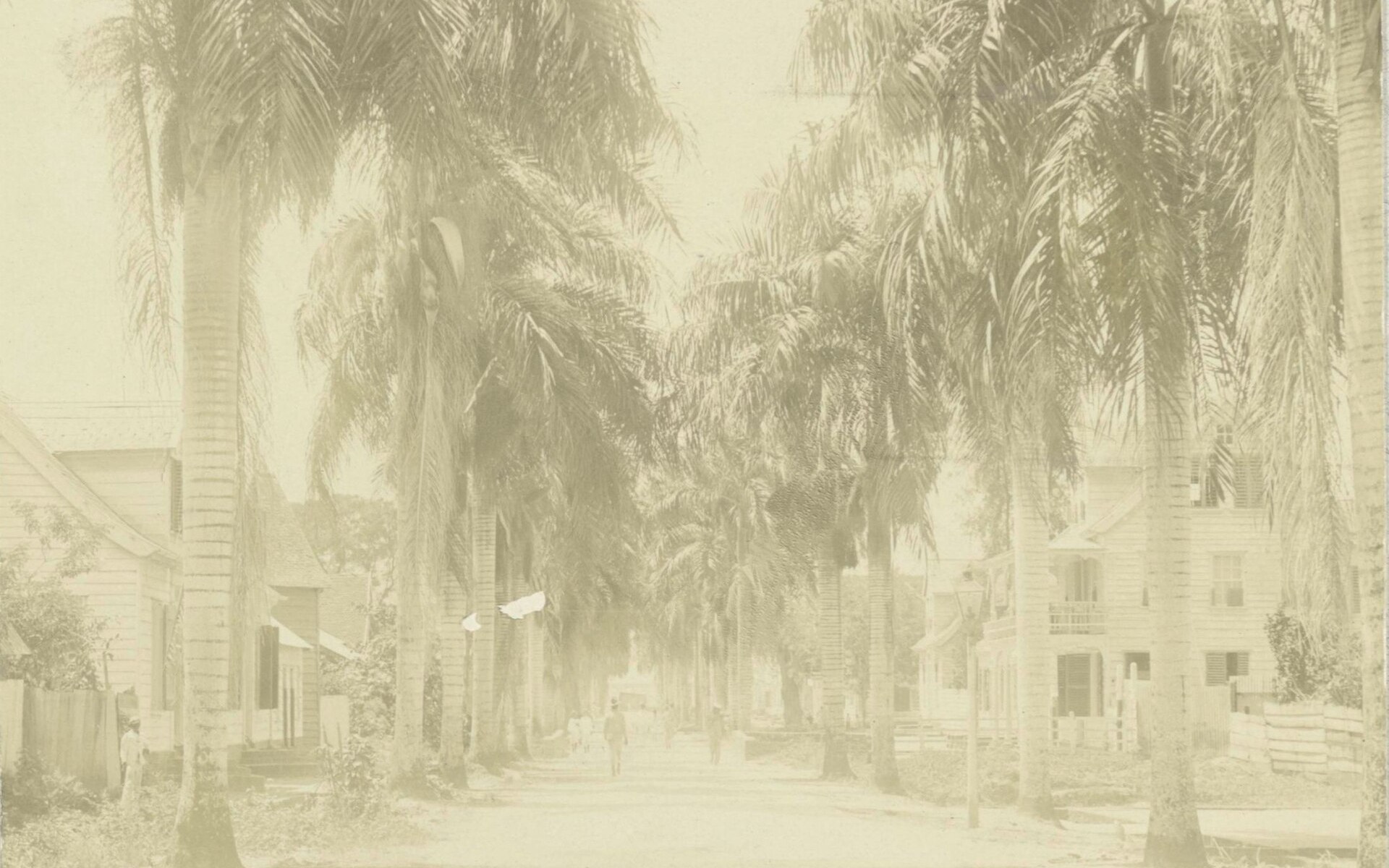 Historic photograph of a palm-lined street in Paramaribo, Suriname